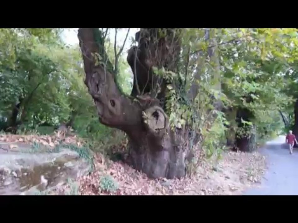 Ceci est un arbre