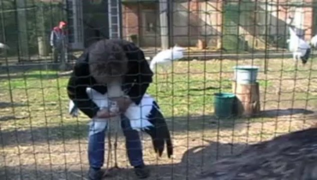 Grus Leucogeranus - Siberian Crane_E.C.F. Emance France by Harry Geurts