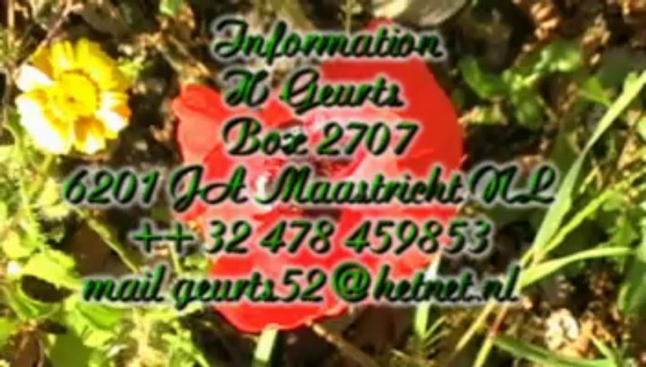 Grus japonensis - Red Crowned Crane - in Portugal. C 2010 H Geurts-++ 32 478 459853 mail geurts52@hetnet