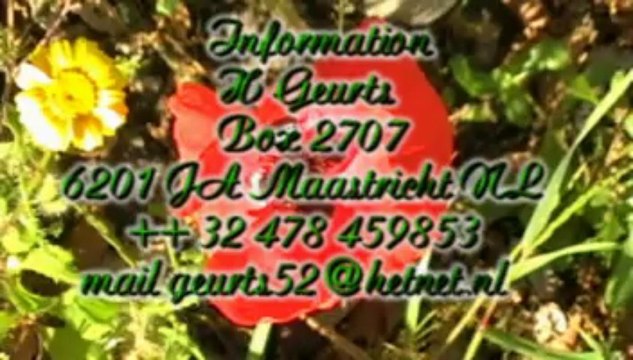 Grus japonensis - Red Crowned Crane - in Portugal. C 2010 H Geurts-++ 32 478 459853 mail geurts52@hetnet