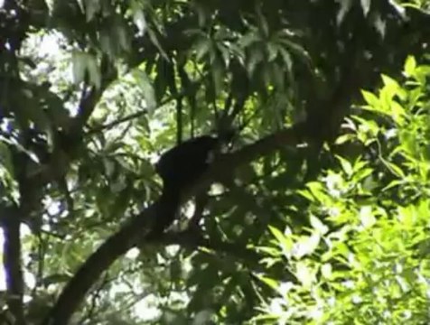 Harry Geurts and Victor Fasano watch birds in Brazil.European Crane Foundation