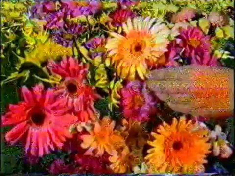 Dragana Mirković - Od kada sam se u tebe zaljubila