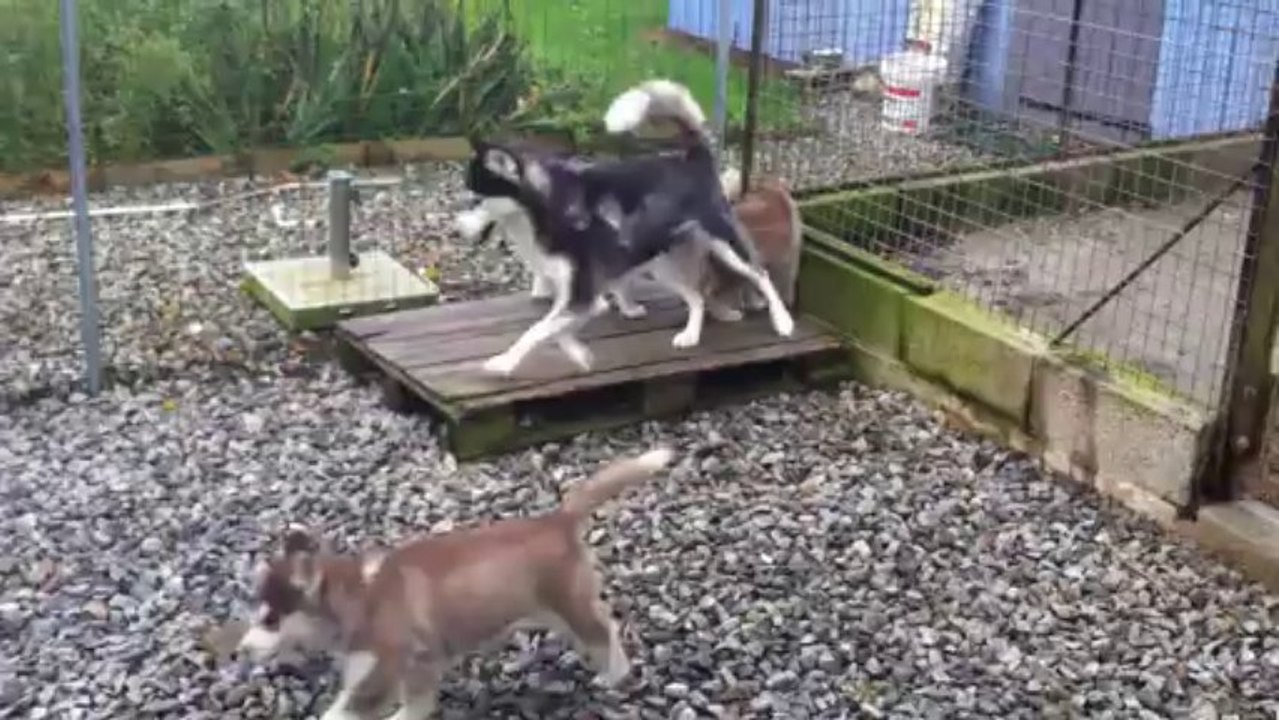 puppies