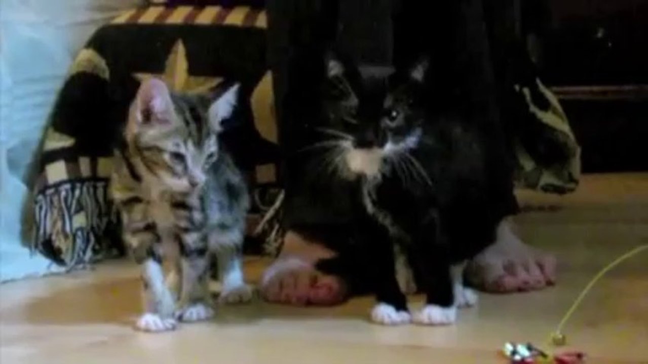 Evanouissement de chatons (Myotonie)