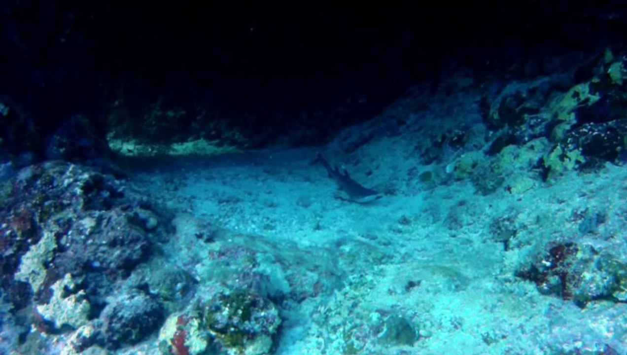 Plongée Egypte St John 2