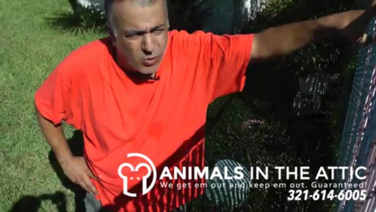 Rats & Water, Rodent Removal & Extermination Melbourne FL 321-614-6005 Wildlife Control