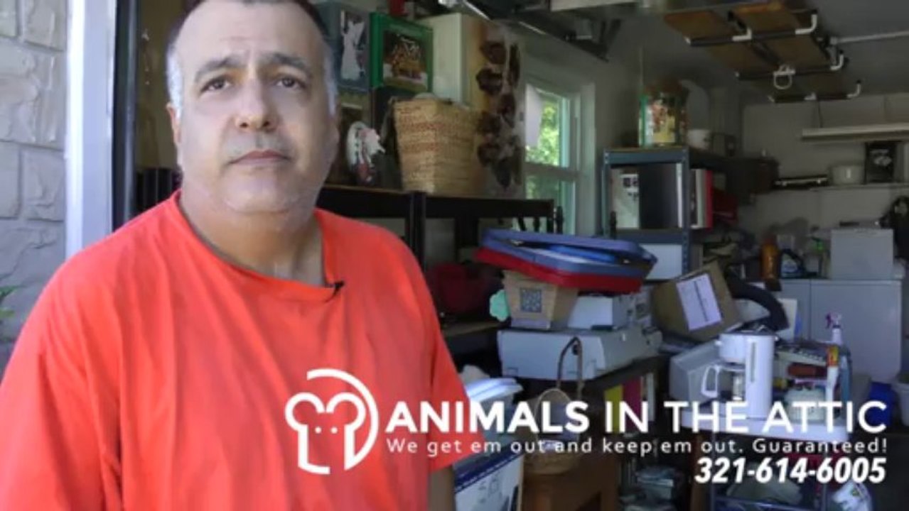 Remove Rats from Clutter. Rat Extermination Brevard County  321-614-6005 Animals in the Attic