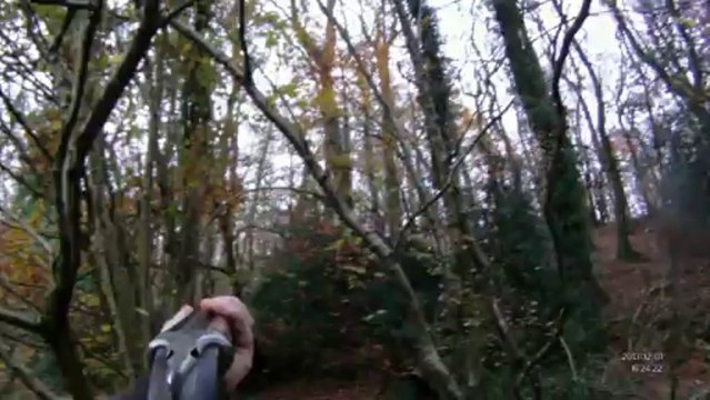 chasse à la bécasse avec Halia, braque français