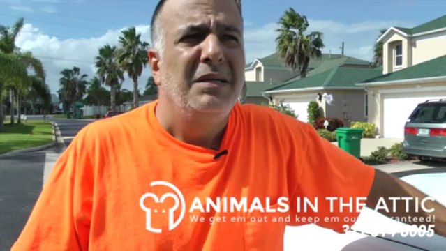 Quick Response Rat Removal Rats in Pantry Brevard County 321-614-6005 Melbourne FL