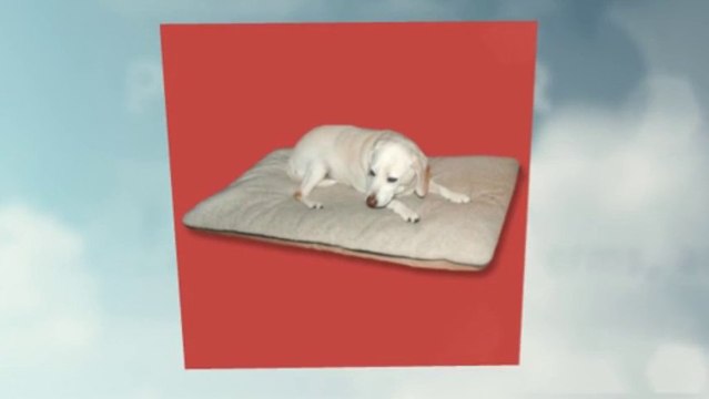 Things to Consider While Buying Dog Beds
