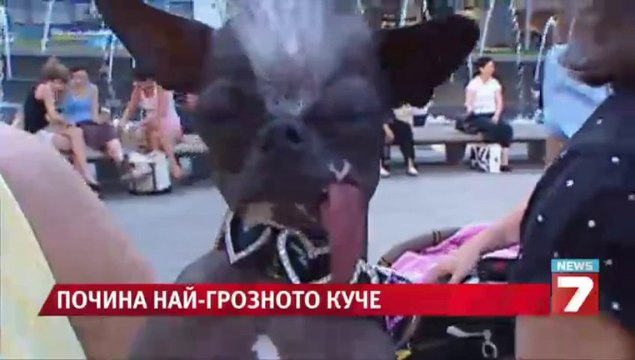 Отиде си най-грозното куче в света