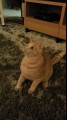 Chat perd la boule