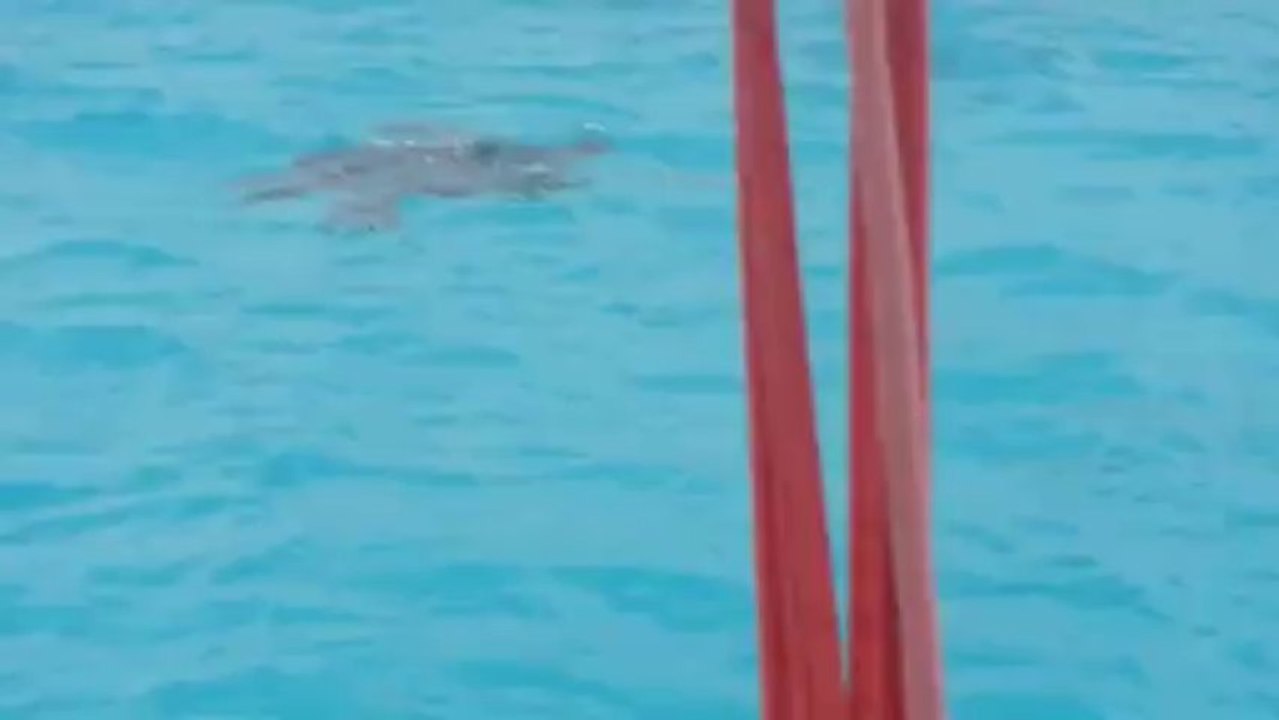 Tortues grosse tête Beautemps - Beaupré (1)