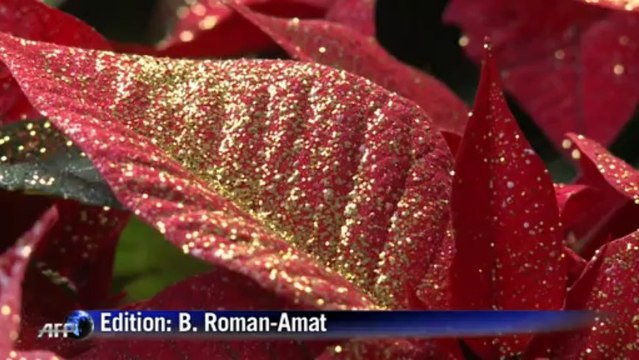 AFP - Le JT, 1ère édition du lundi 2 décembre