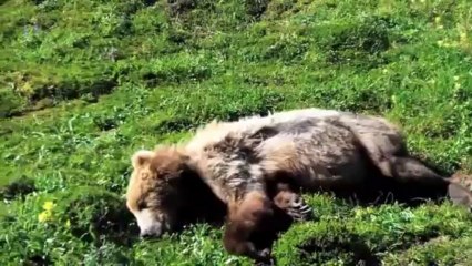 Un ours meurt d'une crise cardiaque.
