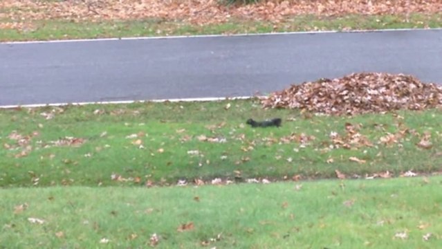 Écureuil narcoleptique - Il tombe dans les pommes!