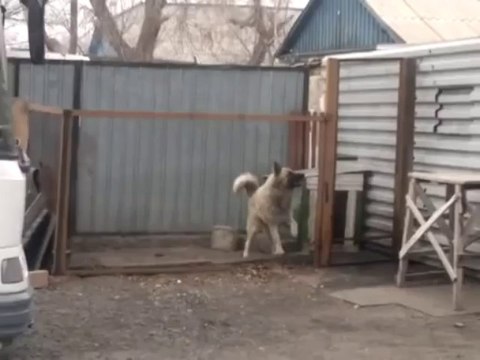 Un Chien qui danse en rythme sur de la musique ... Enorme!