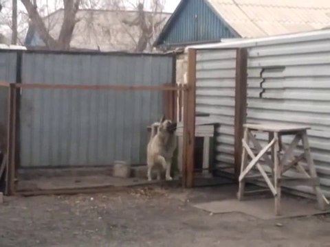 Сute DOG dancing on dance music - Awesome...