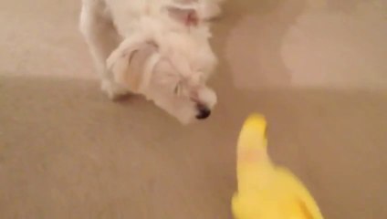 Dog And Parrot Race Up The Stairs