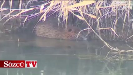 Su maymunları görüntülendi