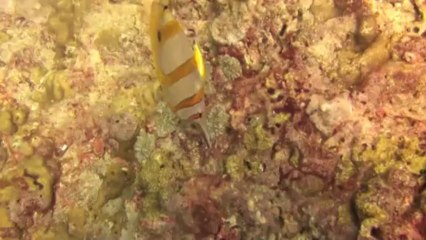 Plongée Ko Ha Nov 2013