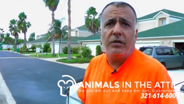 Sealing up Rat entry points - getting rid of roof rats Melbourne FL 321-614-6005 Animals in the Attic Brevard