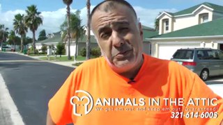 Get rid of Wildlife and Rats Inside Your Home - 321-614-6005 Animals in the Attic Melbourne FL