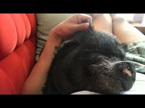Famous Pig Chills Out With Human Friend