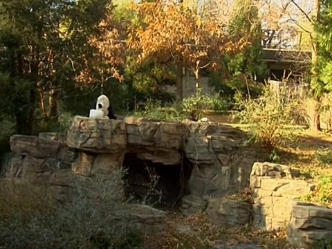 Мишель Обама поздравила панду