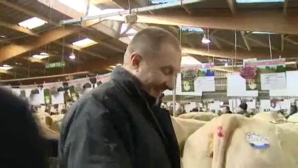 Festival du boeuf, à Charolle: suivez le boeuf jusqu'au boucher