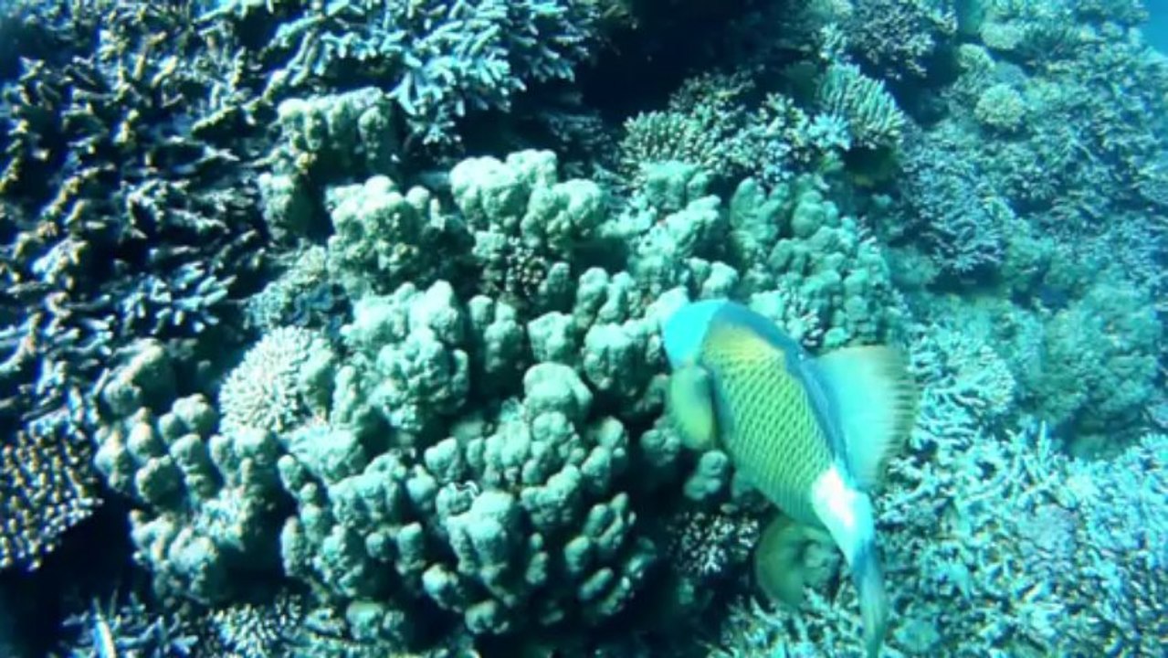 Plongée Egypte St John 3