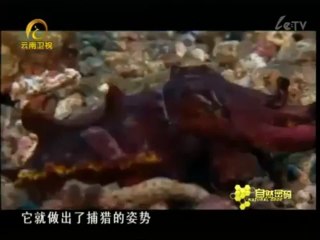 20120406《自然密碼》_潛入深海