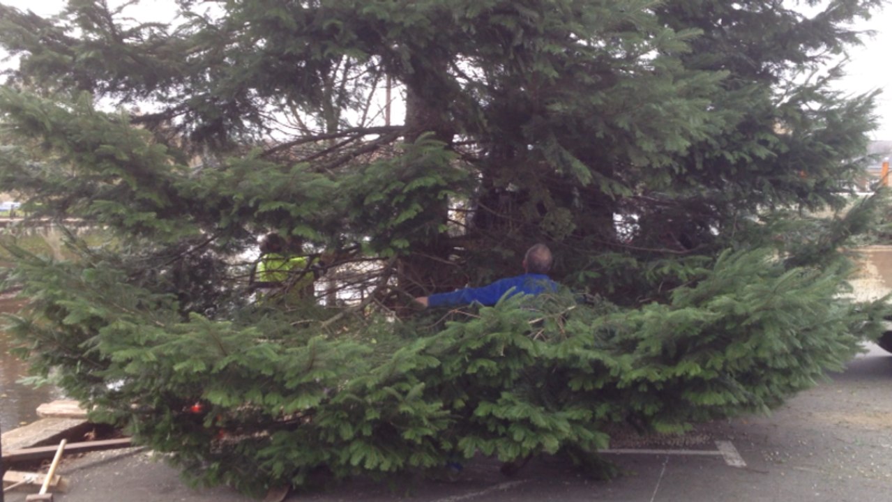 L'installation du sapin de 15 mètres