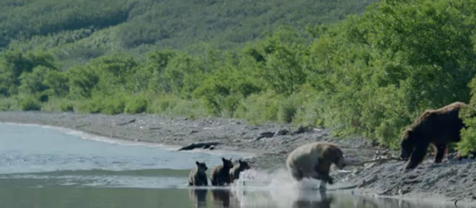 La bande-annonce de "Terre des ours" 3D
