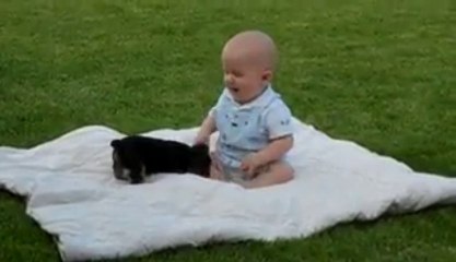 xpycsh_adorable-puppy-attacks-baby_fun
