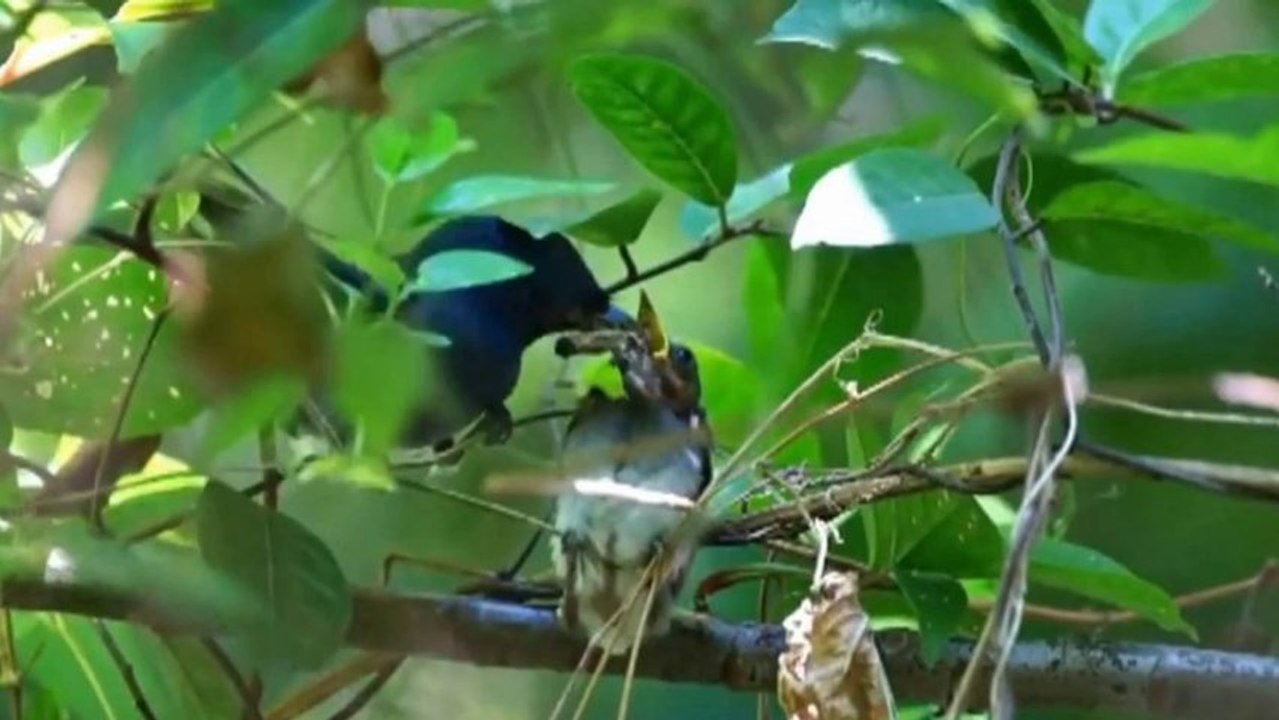 Les Oiseaux Bleu (PP720)