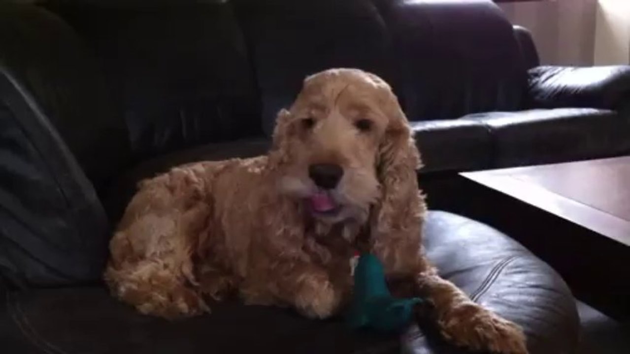 La petite Gluglue : j'aime pas être filmé