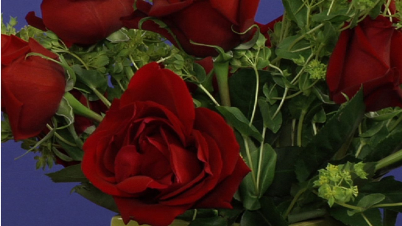 Wie bringen Sie Schnittrosen zum Blühen