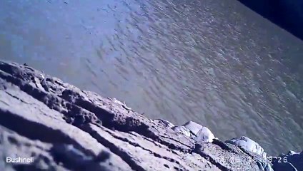 Un Aigle vole une caméra et filme son vol!