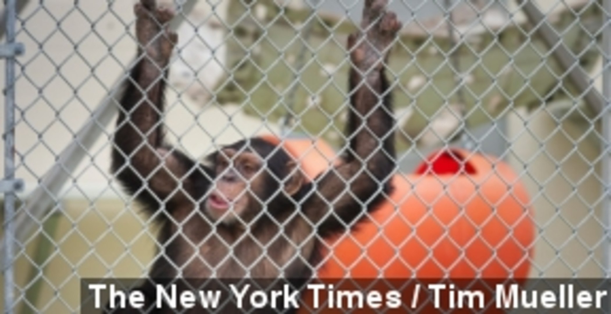 Chimpanzee Lawsuit Seeks Freedom, Personhood For Apes