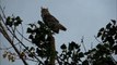 Great Horned Owls hooting