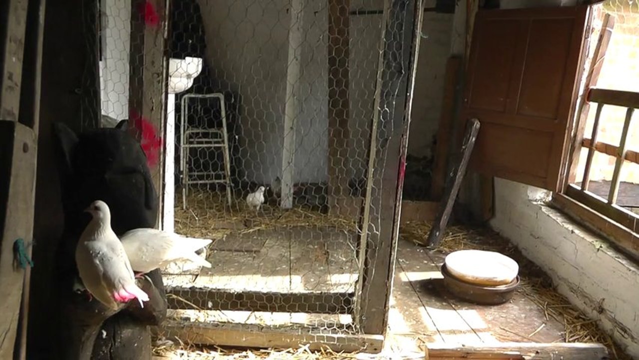 Suzi's Doves 44 -  Movin' On Up with Tiffy