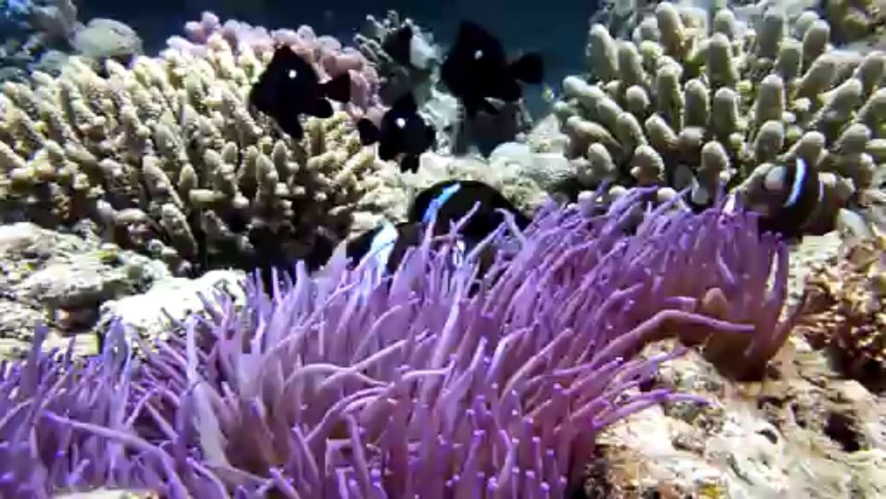 2013 Beautemps - Beaupré 055