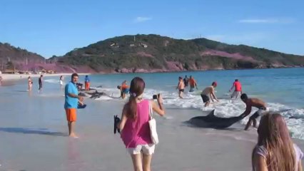 30 Dolphins Stranding! Extremely Rare Event!