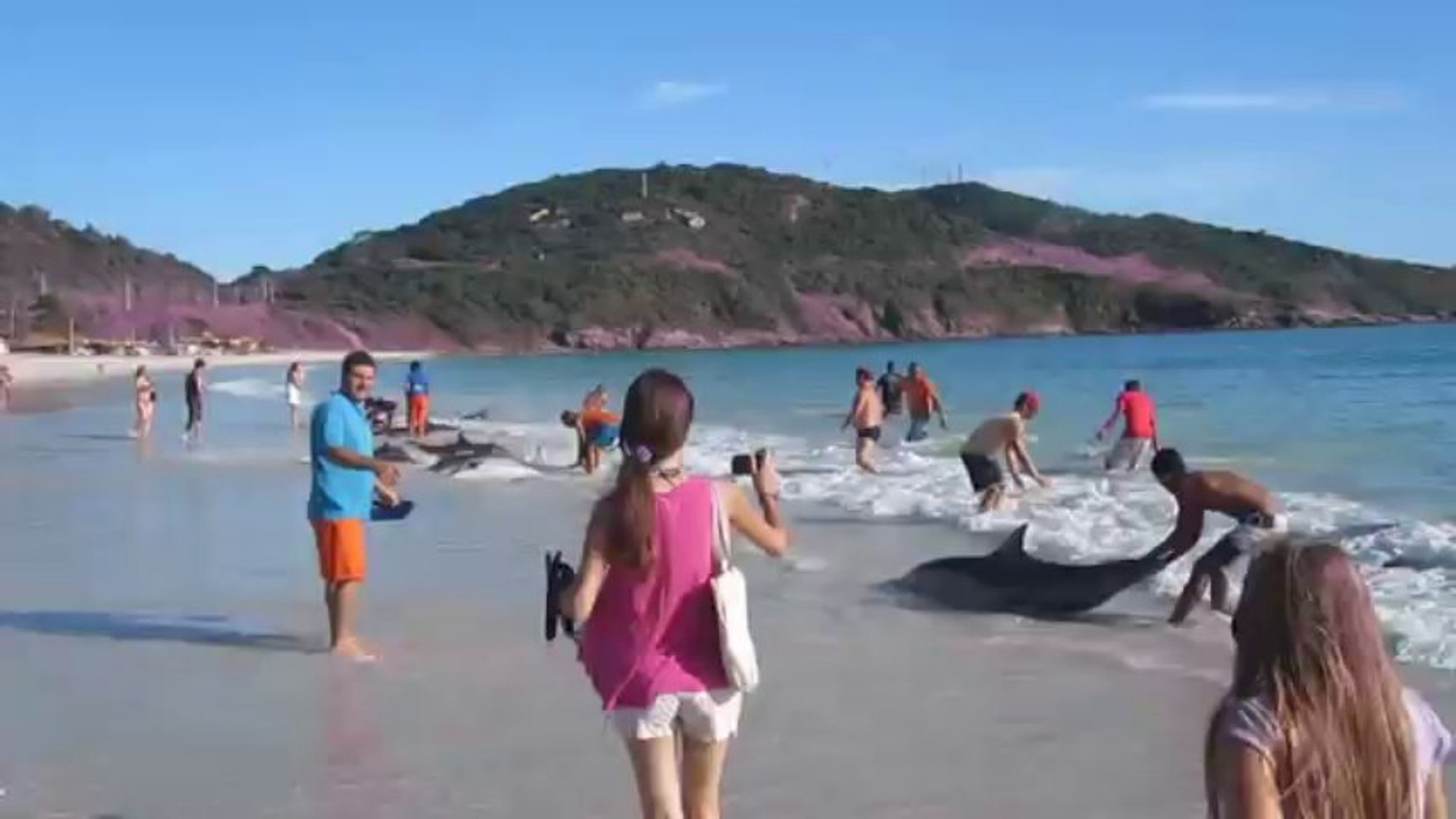⁣30 Dolphins Stranding! Extremely Rare Event!