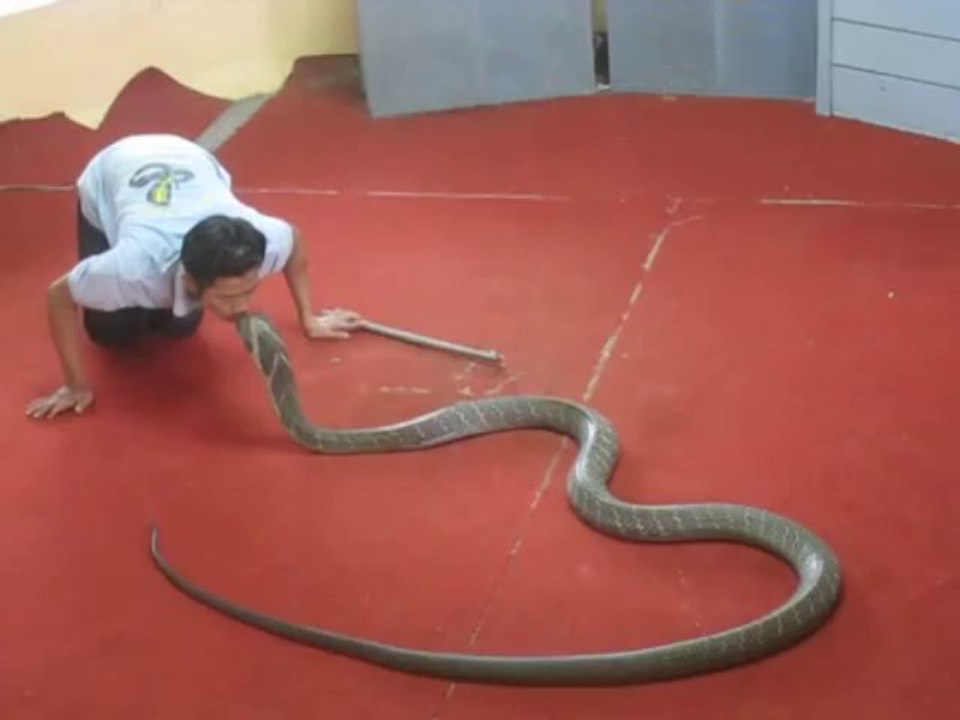 Awesome.......Kissing King Cobra