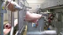 Inside Factory Meat Processing Plant Production