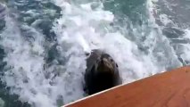 Pelican Steals Sea Lions Fish