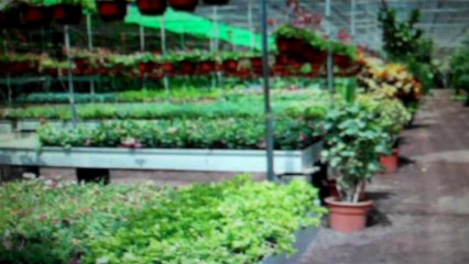 Buy Cheap Plants Online at Tn Tree Nursery