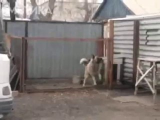 МОТИКА: Како да смирите куче?